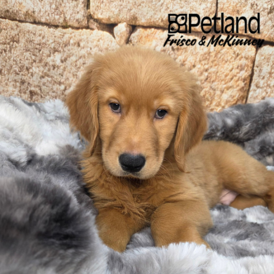 [#2656-01] Golden M Golden Retriever Puppies for Sale