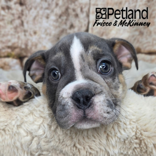 [#261812-01] Blue White / Tan M Bulldog Puppies for Sale