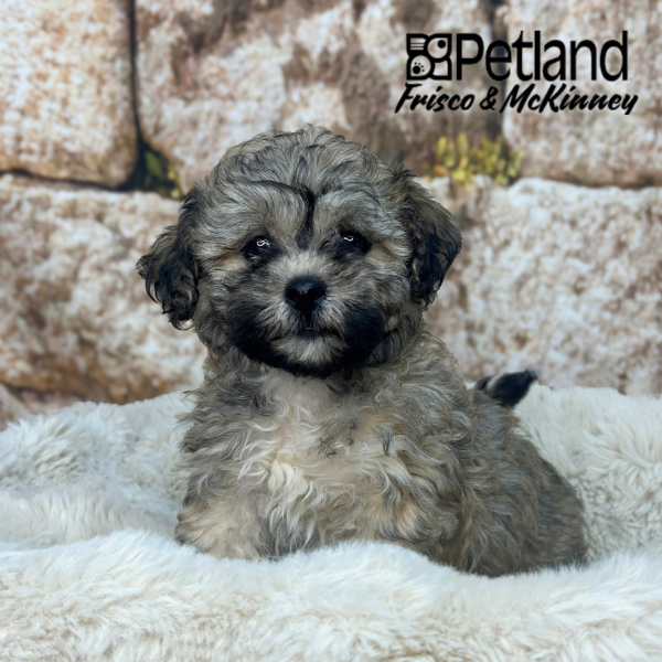 Teddy Bear in Plano, TX