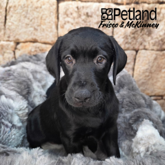 [#268-05] Black F Labrador Retriever Puppies for Sale
