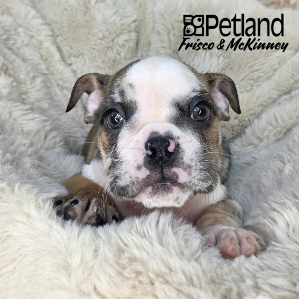 English Bulldog in Dallas, TX