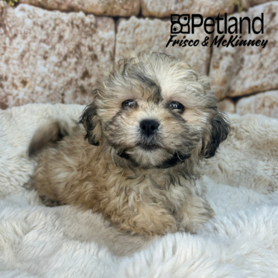 Teddy Bear