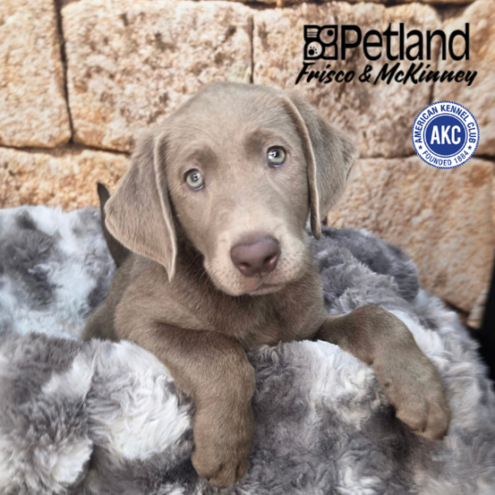 [#2610-02] Silver F Labrador Retriever Puppies for Sale