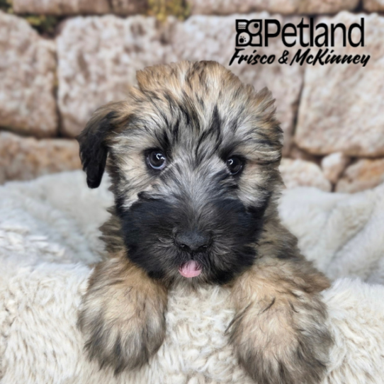 [#261749-03] Wheaten F Soft Coated Wheaten Terrier Puppies for Sale