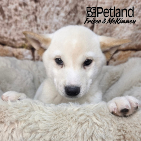 [#261745-02] Cream M Shiba Inu Puppies for Sale