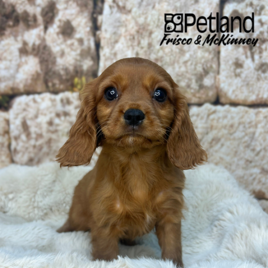 Cavalier King Charles Spaniel