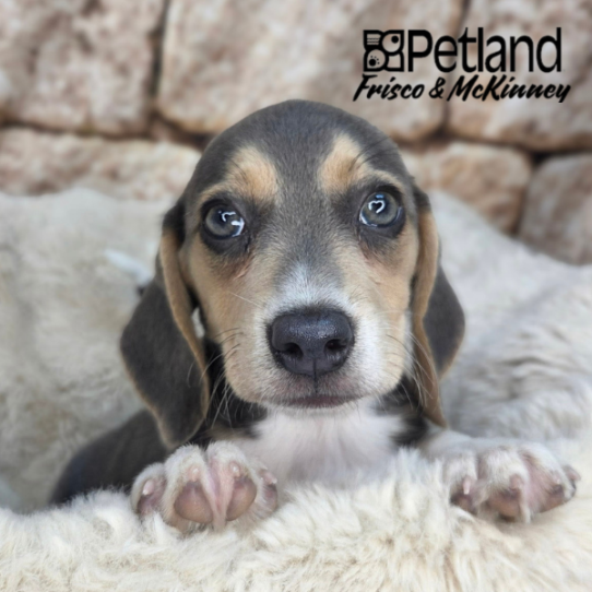 [#261815-03] Blue Tan / White F Beagle Puppies for Sale