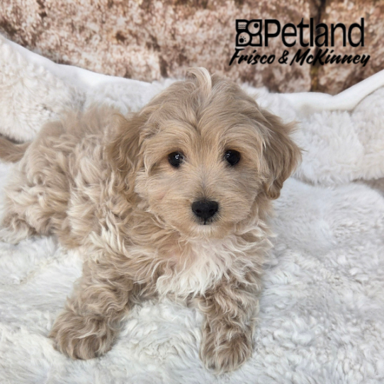 [#2692-01] Apricot M Maltipoo Puppies for Sale