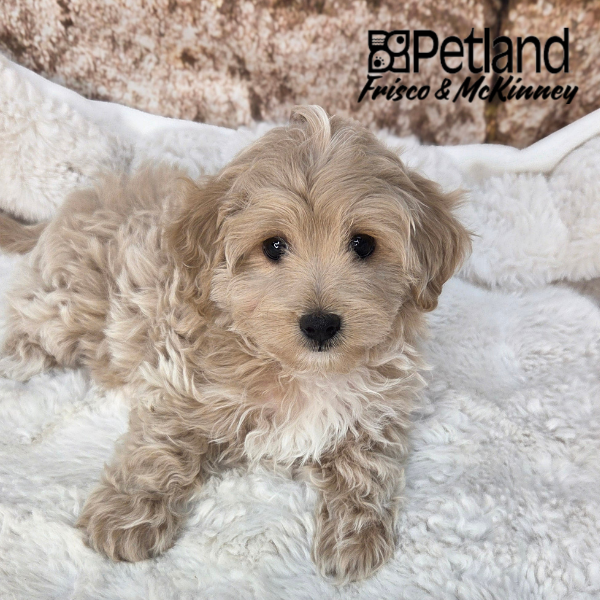 Maltipoo in Little Elm, TX