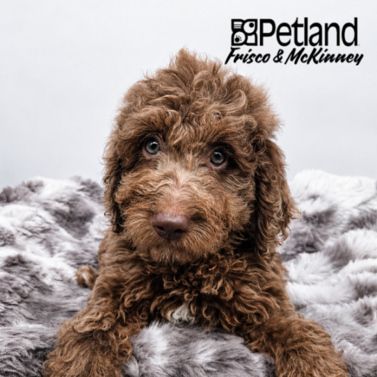 [#2613-04] Chocolate Merle F Hybrid Puppies for Sale