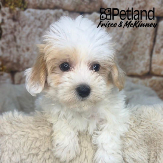 [#26238-02] F Maltipoo Puppies for Sale