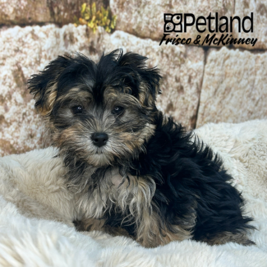 [#26236-02] Black / Tan M Morkie Puppies for Sale