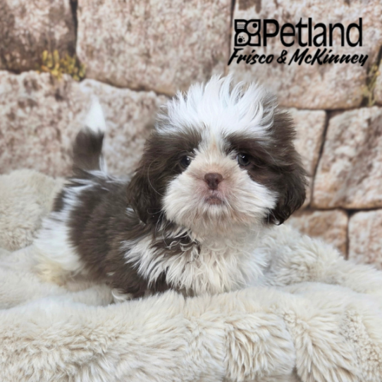 [#26238-01] White / Chocolate M Shih Tzu Puppies for Sale