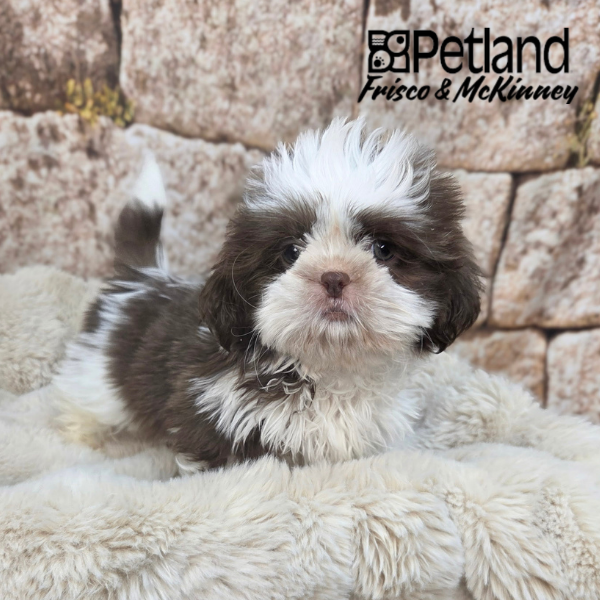 Shih Tzu in Princeton, TX