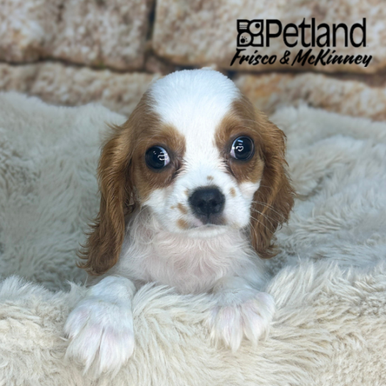 [#N06105] Black and Tan M Cavalier King Charles Spaniel Puppies for Sale