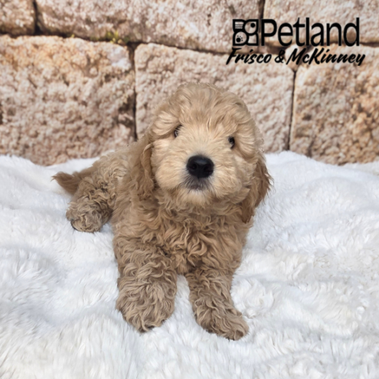 [#2620-04] Apricot F Goldendoodle Mini Puppies for Sale