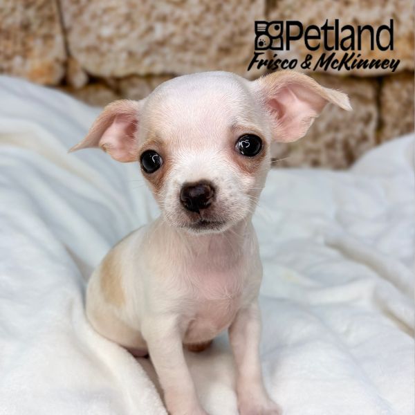 Chihuahua in Aubrey, TX
