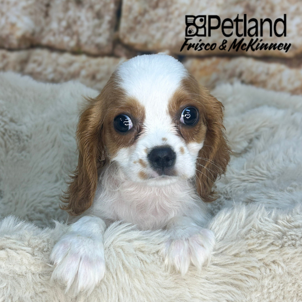 Cavalier King Charles Spaniel in Dallas, TX