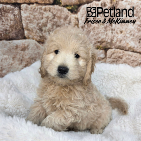 [#2620-01] Cream M Goldendoodle Mini Puppies for Sale