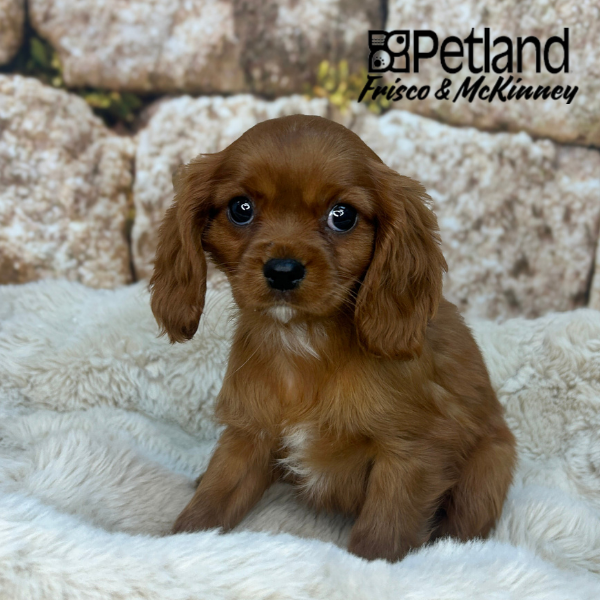 Cavalier King Charles Spaniel in Allen, TX