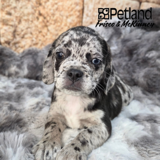 [#2610-05] Blue Merle F Pug/Beagle Puppies for Sale