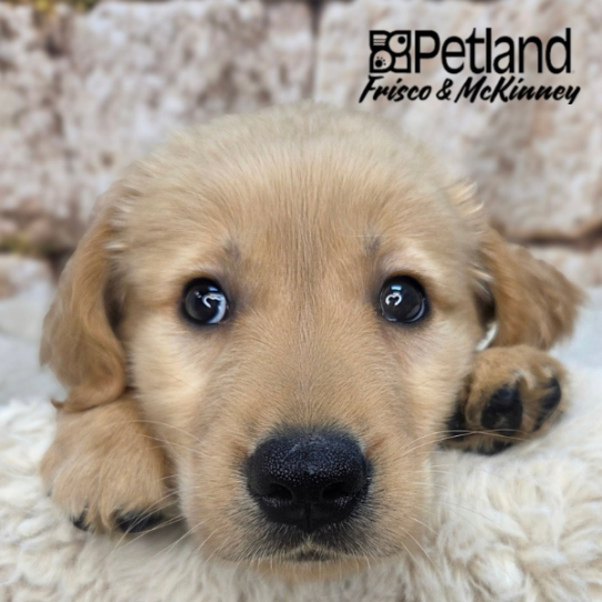 [#2649-02] Golden M Golden Retriever Puppies for Sale