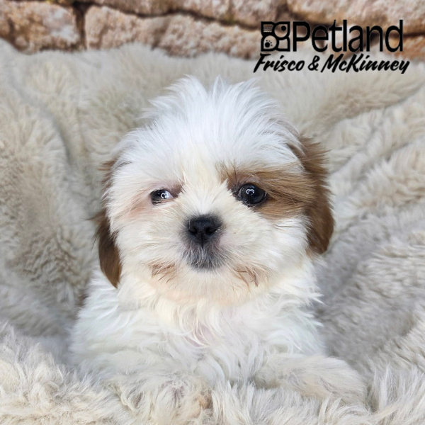 Shih Tzu in Dallas, TX