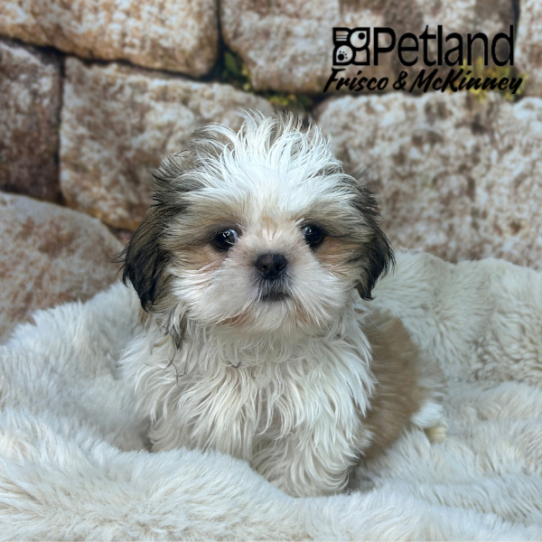 Shih Tzu