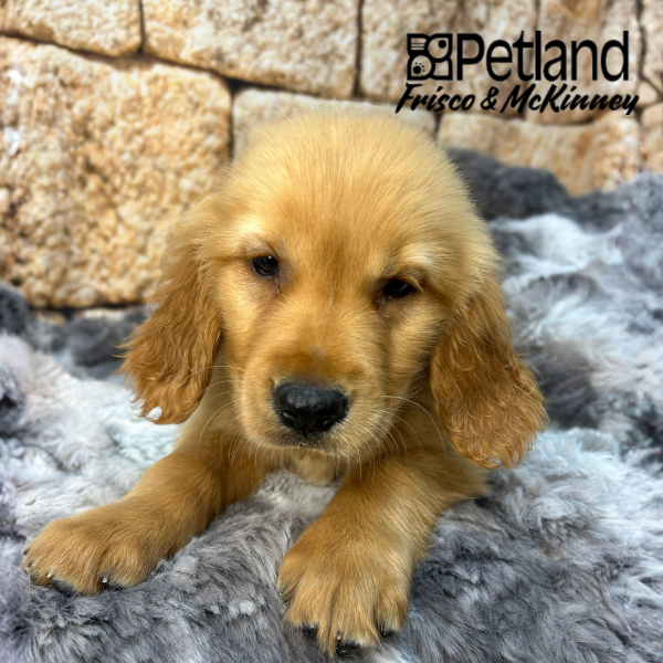 Golden Retriever in Aubrey, TX