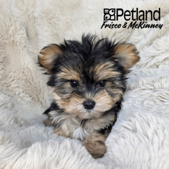 [#26229-01] F Morkie Puppies for Sale