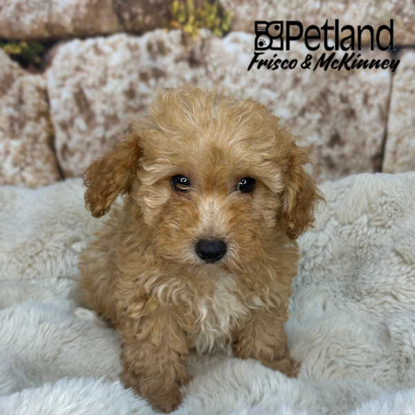 Miniature Poodle in Aubrey, TX
