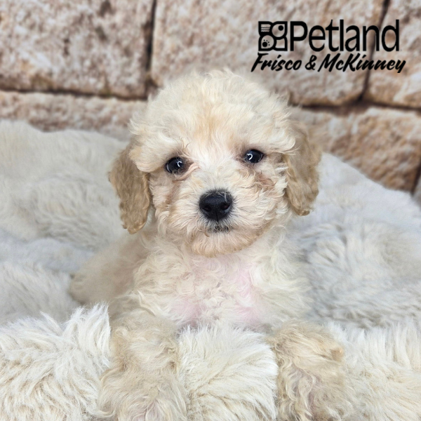 Miniature Poodle in Little Elm, TX