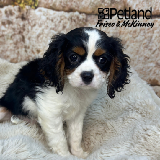 Cavalier King Charles Spaniel