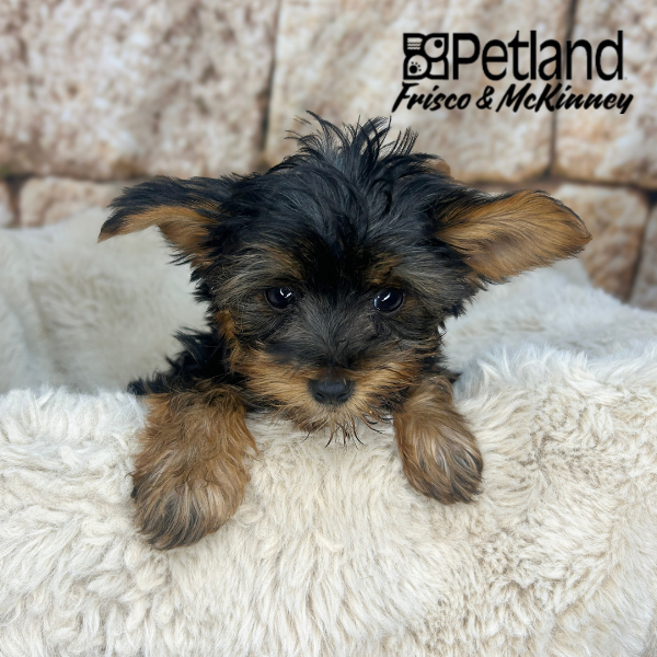 Yorkshire Terrier in Little Elm, TX