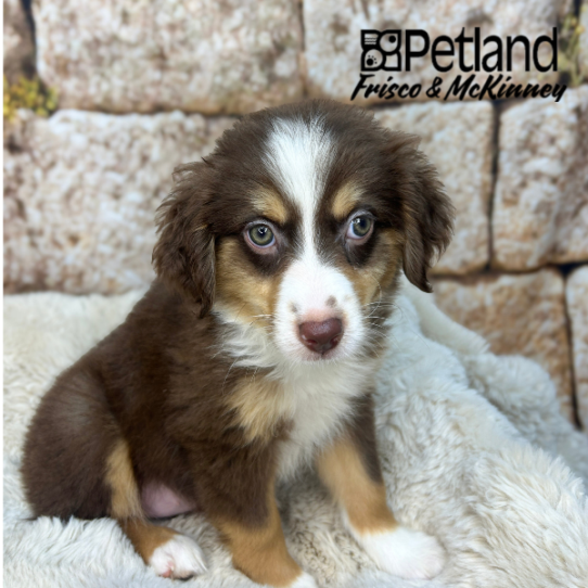 [#N03930] Red and Tan F Toy Australian Shepherd Puppies for Sale