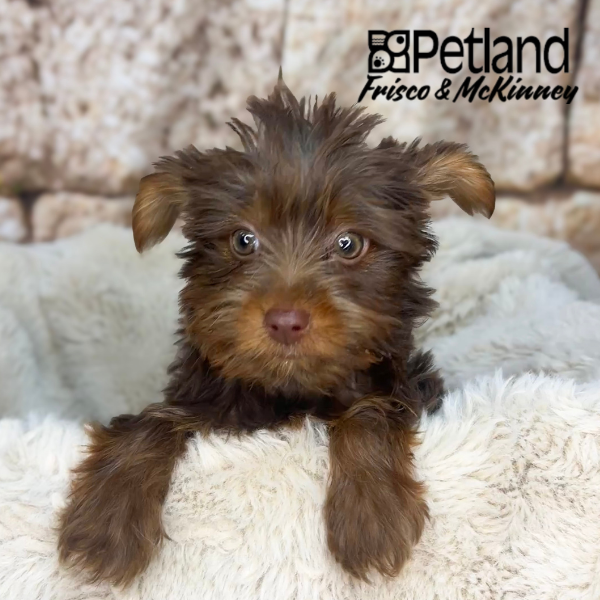 Yorkshire Terrier in Dallas, TX