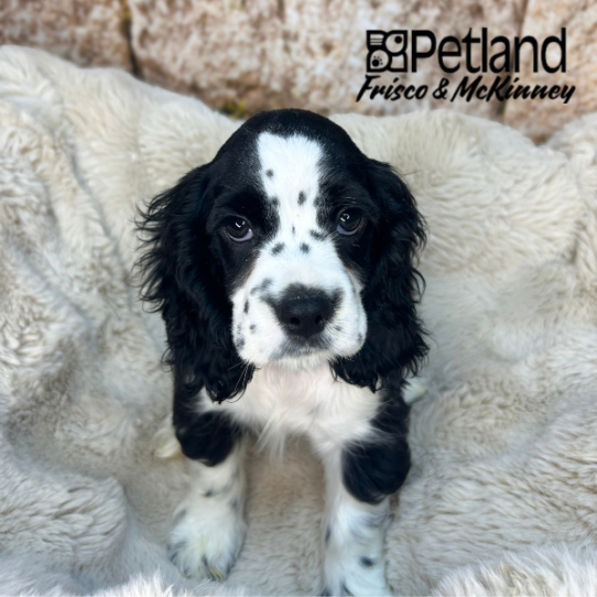 [#N04051] Black and White F Cocker Spaniel Puppies for Sale