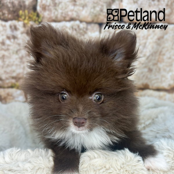 Pomeranian in Dallas, TX