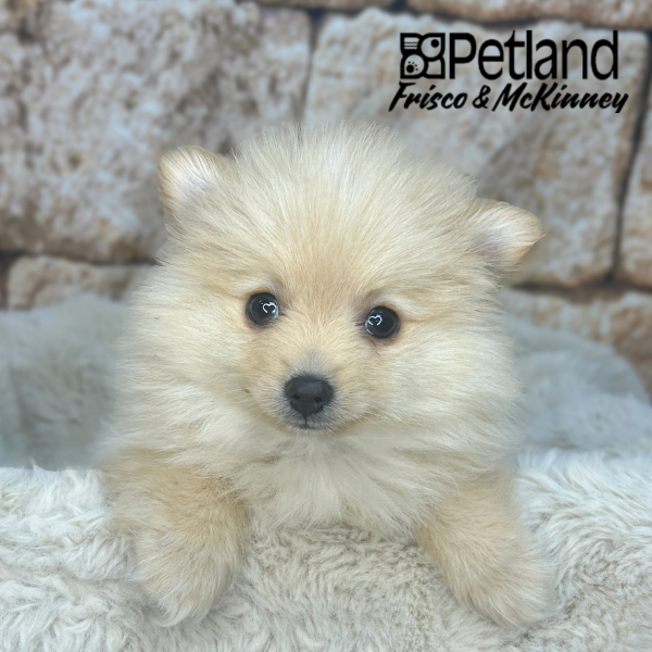 Pomeranian in Dallas, TX