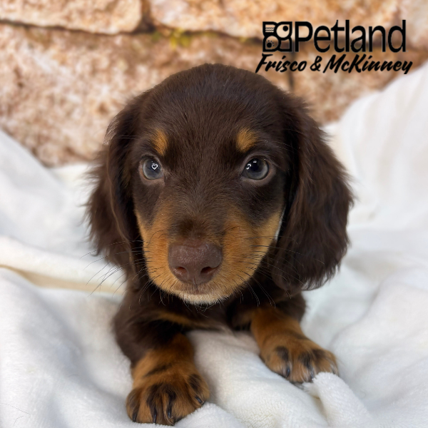 Miniature Dachshund in Princeton, TX