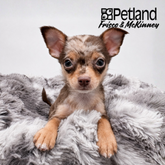 [#262180-02] Chocolate Merle M Chihuahua Puppies for Sale
