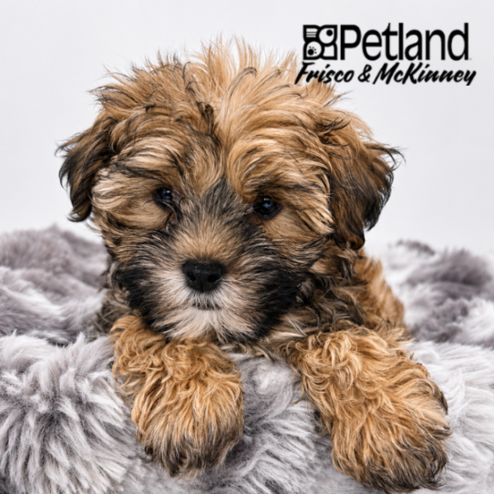 [#262143-01] Sable M Morkie Puppies for Sale