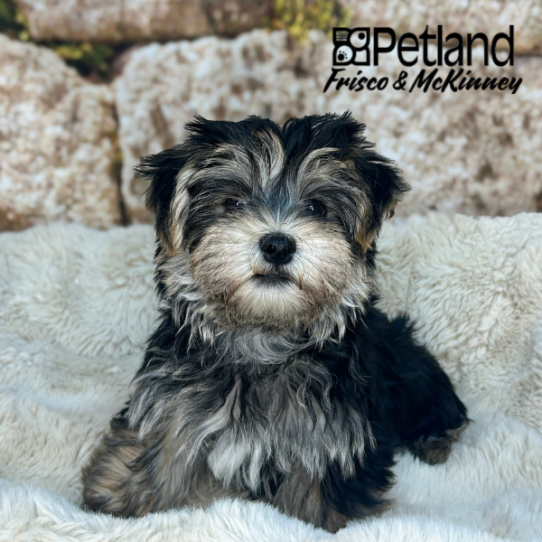 [#26236-01] Black / Tan M Morkie Puppies for Sale