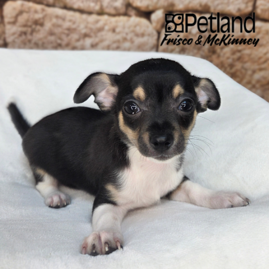 [#26972-01] Black / White M Chihuahua Puppies for Sale