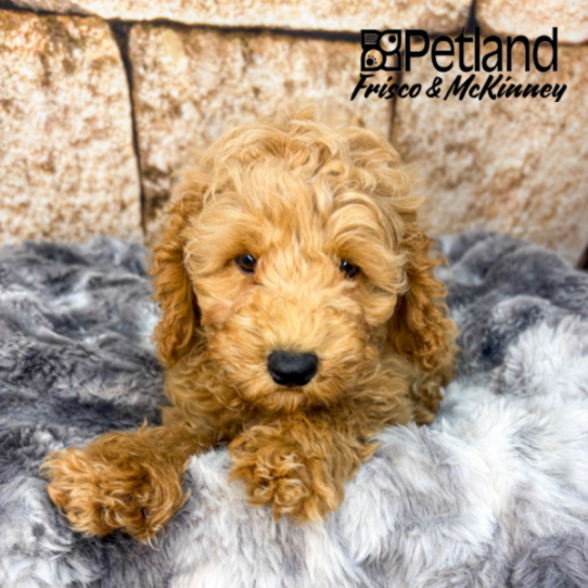 [#N07204] Red F Cockapoo Puppies for Sale