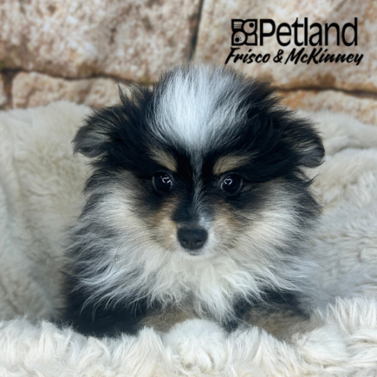 [#N03879] Black and Tan F Pomeranian Puppies for Sale