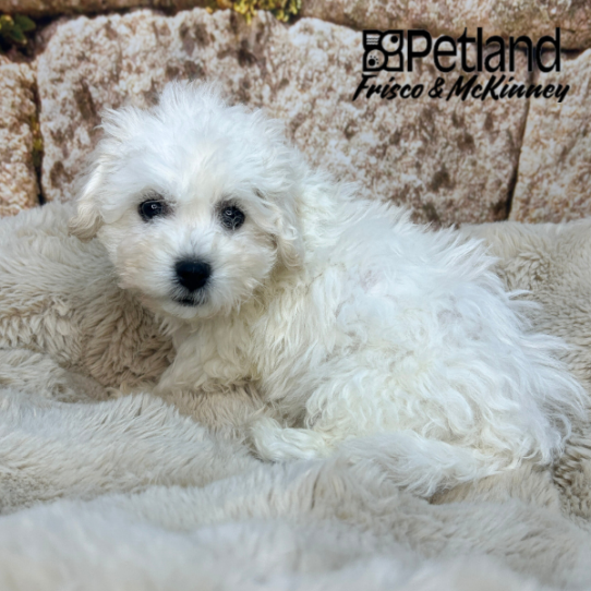 [#26232-02] White M Bichon Frise Puppies for Sale