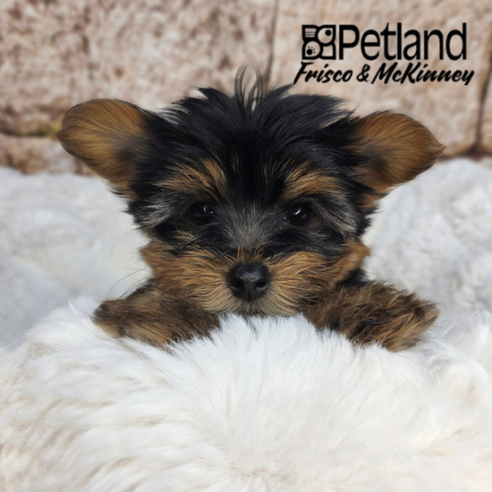 [#26226-03] F Yorkshire Terrier Puppies for Sale