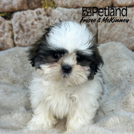 [#N04088] Brindle and White M Shih Tzu Puppies for Sale