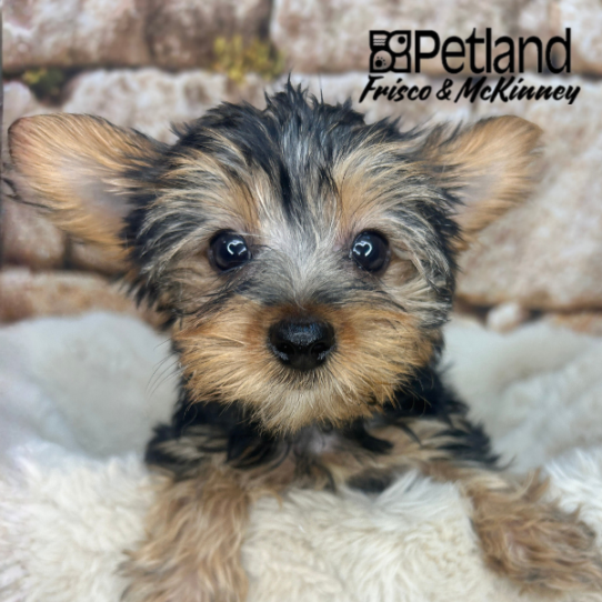 [#26223-02] F Yorkshire Terrier Puppies for Sale